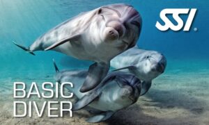 Basic Dive