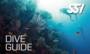 SSI Dive Guide Course taught be 2 Instructor Trainers at Tank'd Pro Dive Utila, Honduras