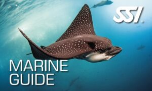 Ecology Course Bundle