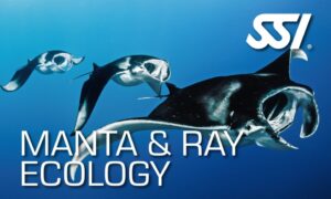 SSI Manta & Ray Ecology Course at Tank'd Pro Dive Utila, Honduras The only SSI Diamond Instructor Training Center on Utila