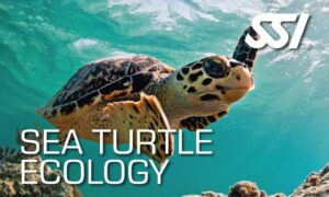 SSI Sea Turtle Ecology Course at Tank'd Pro Dive Utila, Honduras The only SSI Diamond Instructor Training Center on Utila
