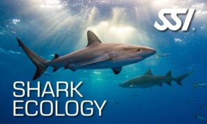 Shark Ecology